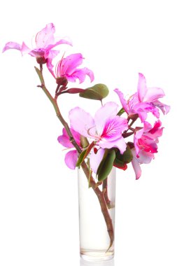 pembe bauhinia çiçek cam