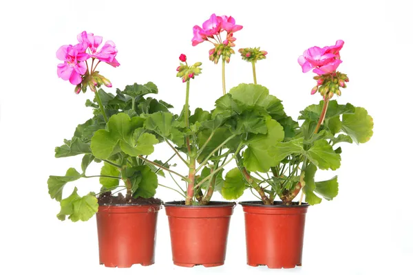 Tre potten med rosa pelargoner — Stockfoto