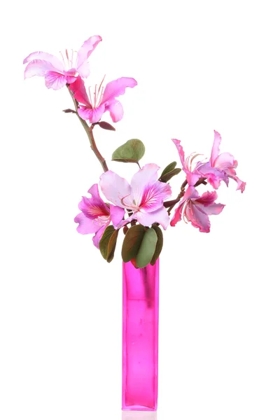 Pink Bauhinia flower in the vase — Stock Photo, Image