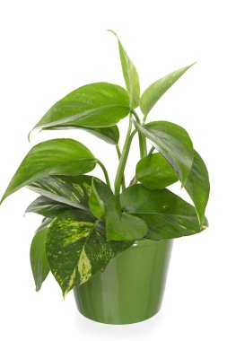 Green plant in Pottery vase. Young pothos, epipremnum. clipart