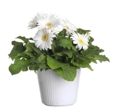 Beyaz bir arka plan üzerinde izole bir saksı Gerber'ın çiçekleri.