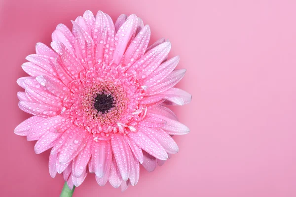 Grande gerbera fiore rosa su uno sfondo rosa — Foto Stock