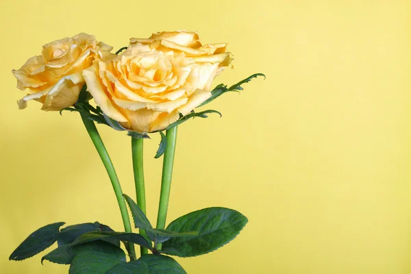 Sárga rózsák sárga alapon — Stock Fotó