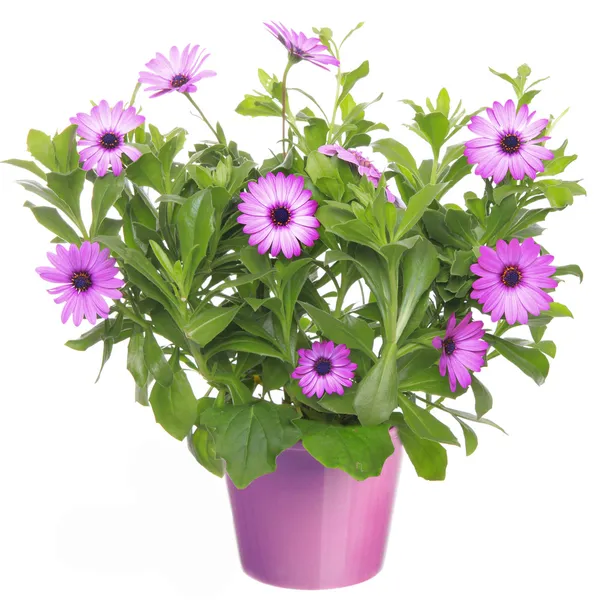 Pot met violet Afrikaanse daisy (dimorphoteca, osteospermum) flowe — Stockfoto