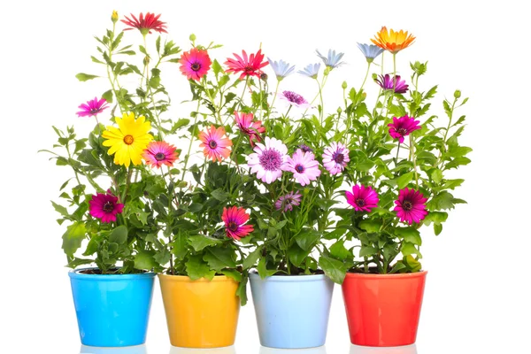 Colorful Pot with Colorful african daisy (Dimorphoteca) flower — Stock Photo, Image