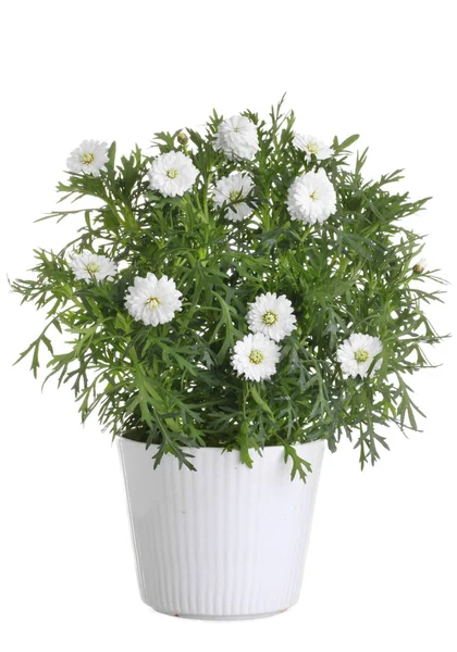 Pot avec fleur de marguerite blanche — Photo