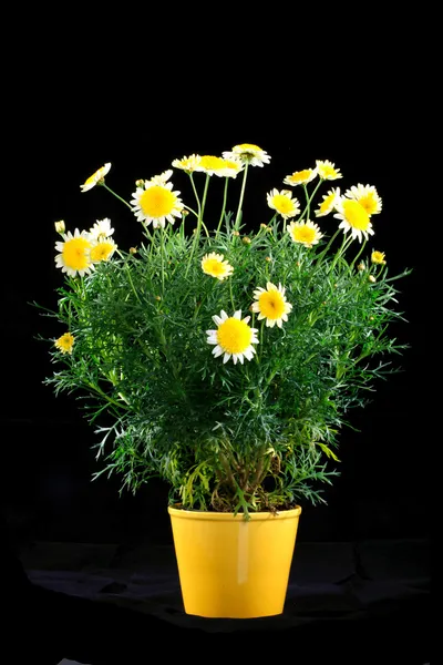 Pote com flor de margarida amarela — Fotografia de Stock