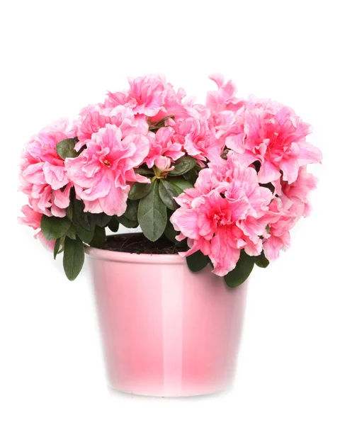 新鮮な白い背景の上の鍋でピンクのツツジ咲く ストック画像