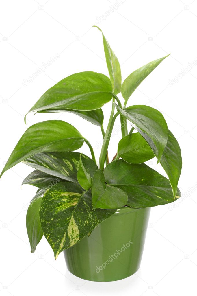 Green plant in Pottery vase. Young pothos, epipremnum.