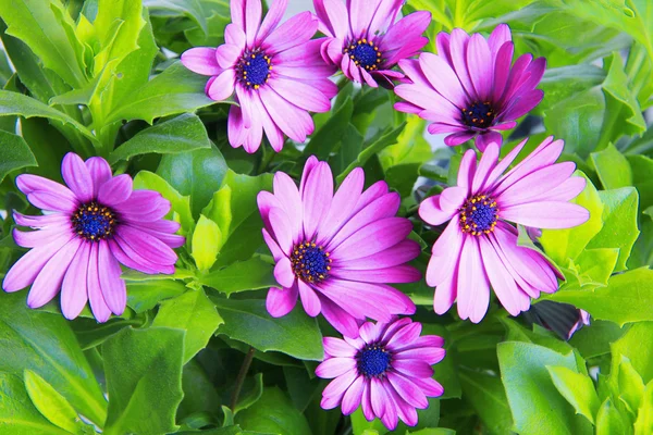 Blüte des violetten afrikanischen Gänseblümchens (Dimorphoteca, osteospermum) — Stockfoto