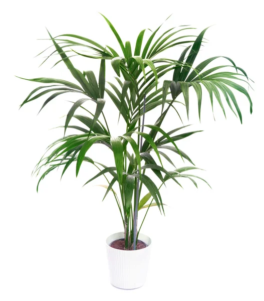 Kentia palmboom Rechtenvrije Stockafbeeldingen