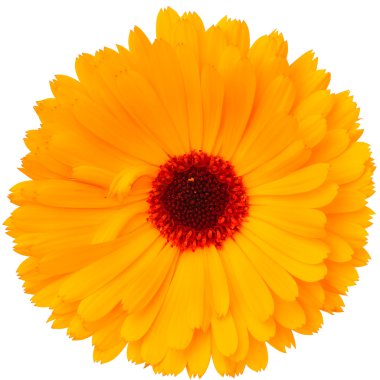 Beyaz arka plan üzerinde izole calendula çiçek 