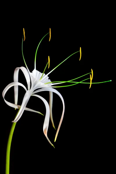 White flower on black background — Stock Photo, Image