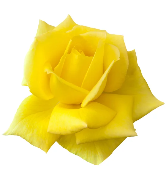 Жовті троянди Стокове Фото