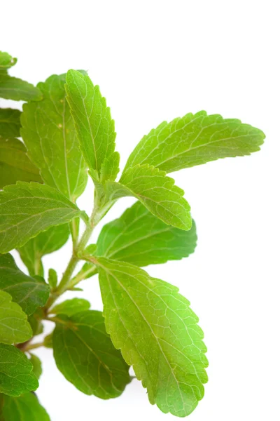 Stevia Rebaudiana - adoçante natural de perto Fotos De Bancos De Imagens Sem Royalties