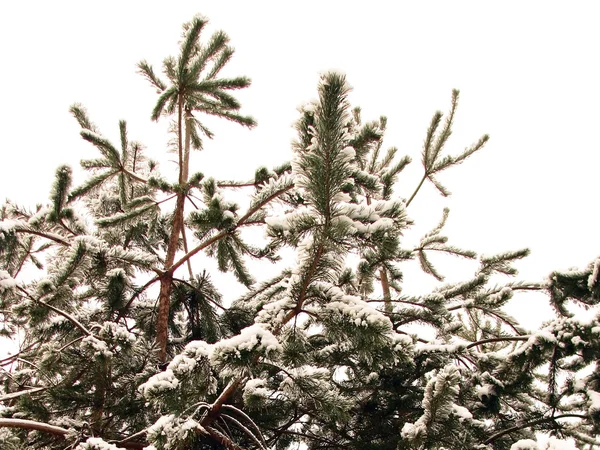 Vinter — Stockfoto