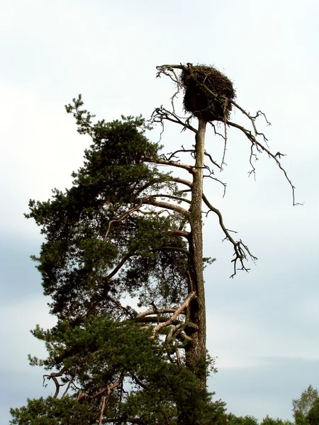 Birdhouse — Stock Photo, Image