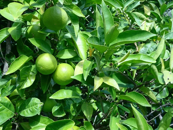 Portakal ağacı — Stok fotoğraf