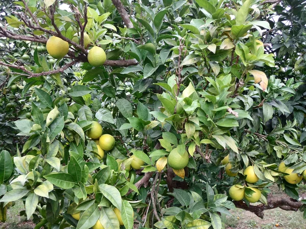 Portakal ağacı — Stok fotoğraf