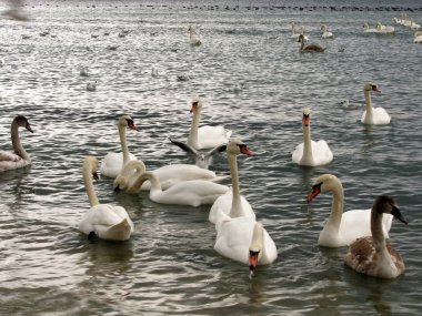 Kuğular ve martılar