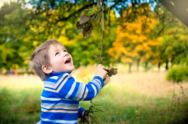 Little boy plays with a tree, pulling his branch — Stock Photo, Image