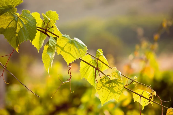 Grape branch at sunset — Stock Photo, Image