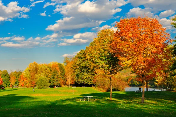 Fall foliage and a field. — Stock Photo, Image