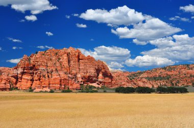 zion np buğday alanları