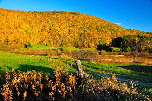 Höhepunkt Herbst Laub — Stockfoto