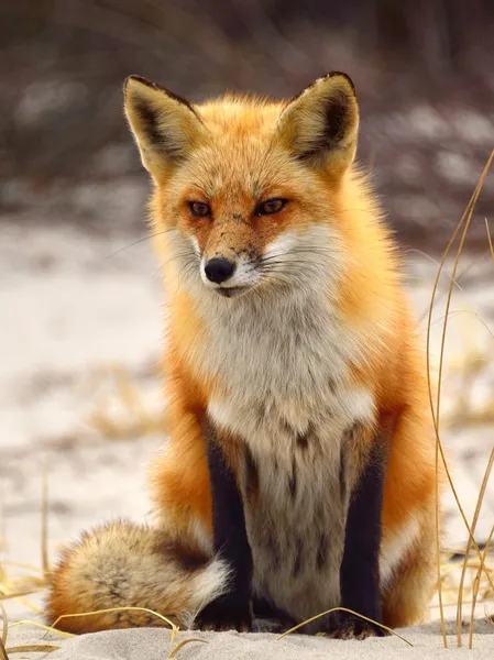 Röd räv — Stockfoto