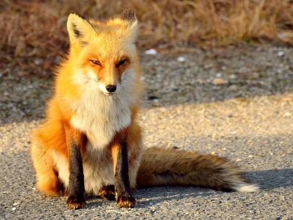 Rotfuchs — Stockfoto