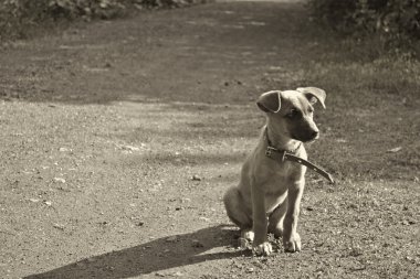Yalnız köpek yavrusu