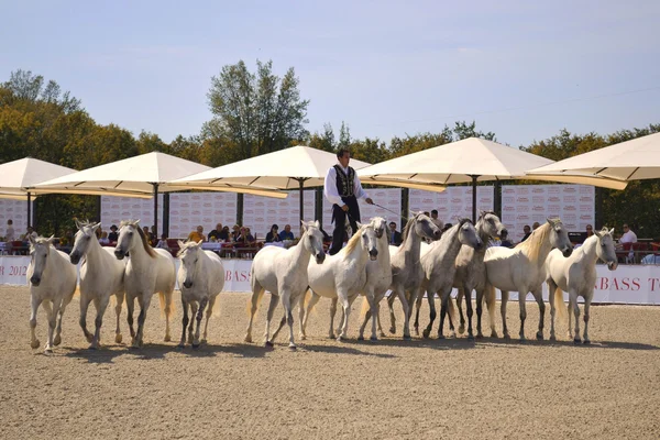 Astride horses — Stock Photo, Image