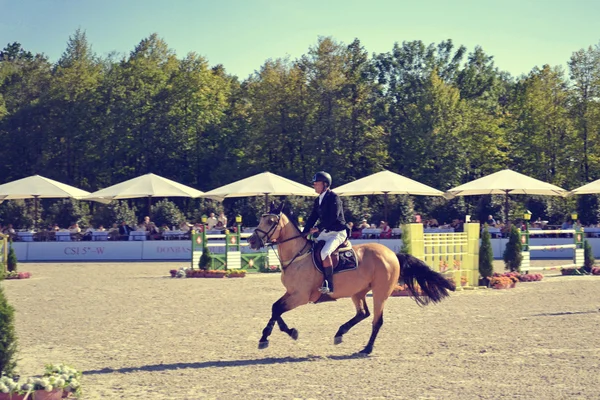 Horse dance — Stock Photo, Image