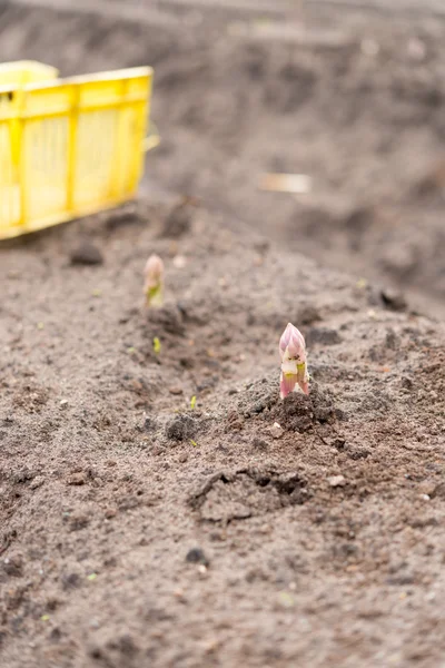 Espárragos en el campo — Foto de Stock