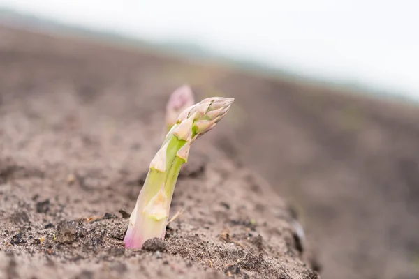 Asparagus on the field — Stock Photo, Image