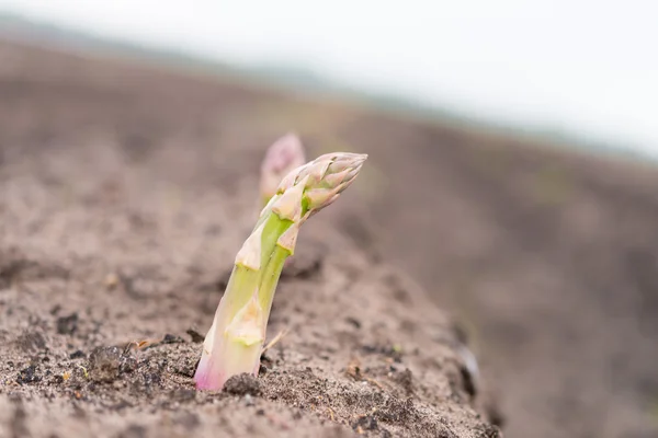 Espárragos en el campo —  Fotos de Stock