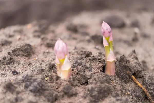 stock image Asparagus on the field