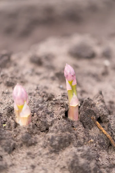 Asparagus on the field — Stock Photo, Image