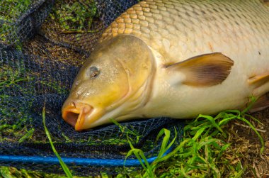 sazan, tatlı su balık