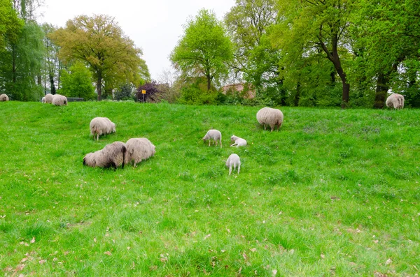 Owce na levee — Zdjęcie stockowe