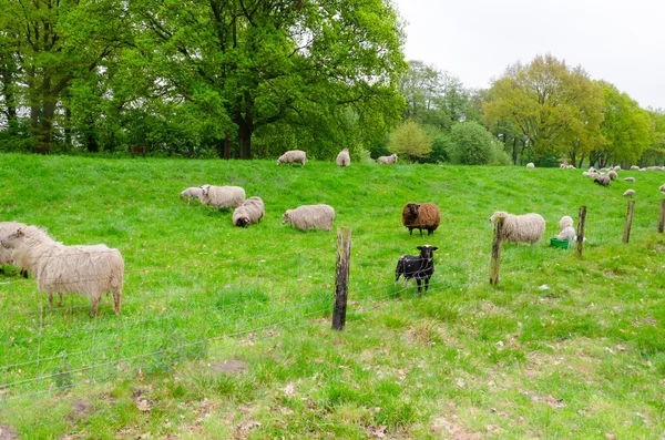 Fåren på levee — Stockfoto