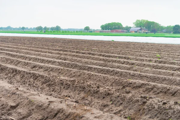 Asparagi sul campo — Foto Stock