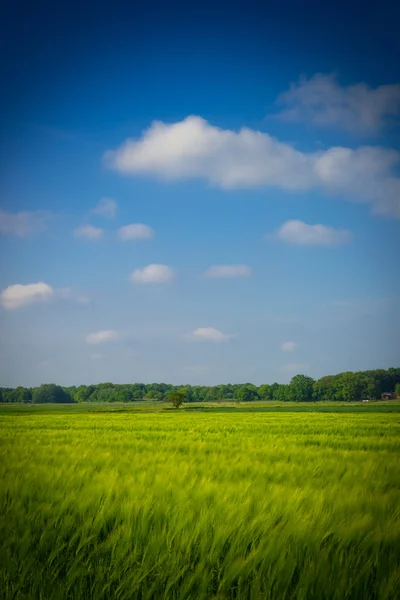 绿色燕麦 — 图库照片