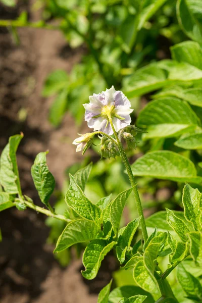 Potato flower — Stock Photo, Image