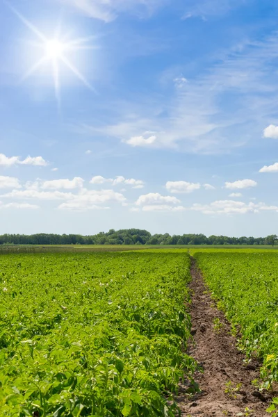 Campo de batata — Fotografia de Stock