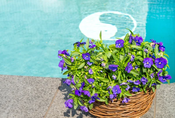 Swimming pool and flower — Stock Photo, Image