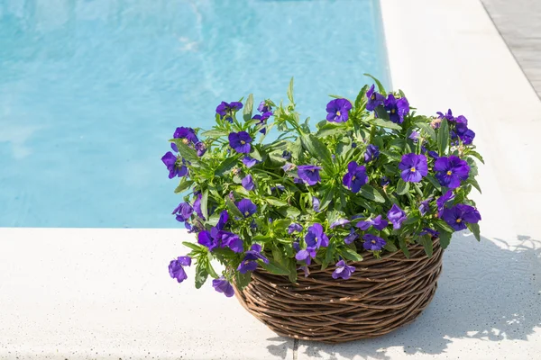 Swimming pool and flower — Stock Photo, Image