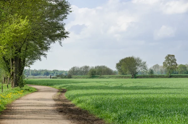 Green oat — Stock Photo, Image