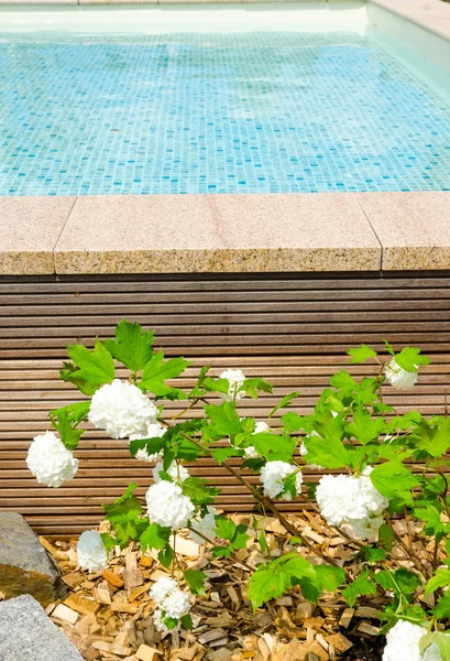 Zwembad en bloem — Stockfoto